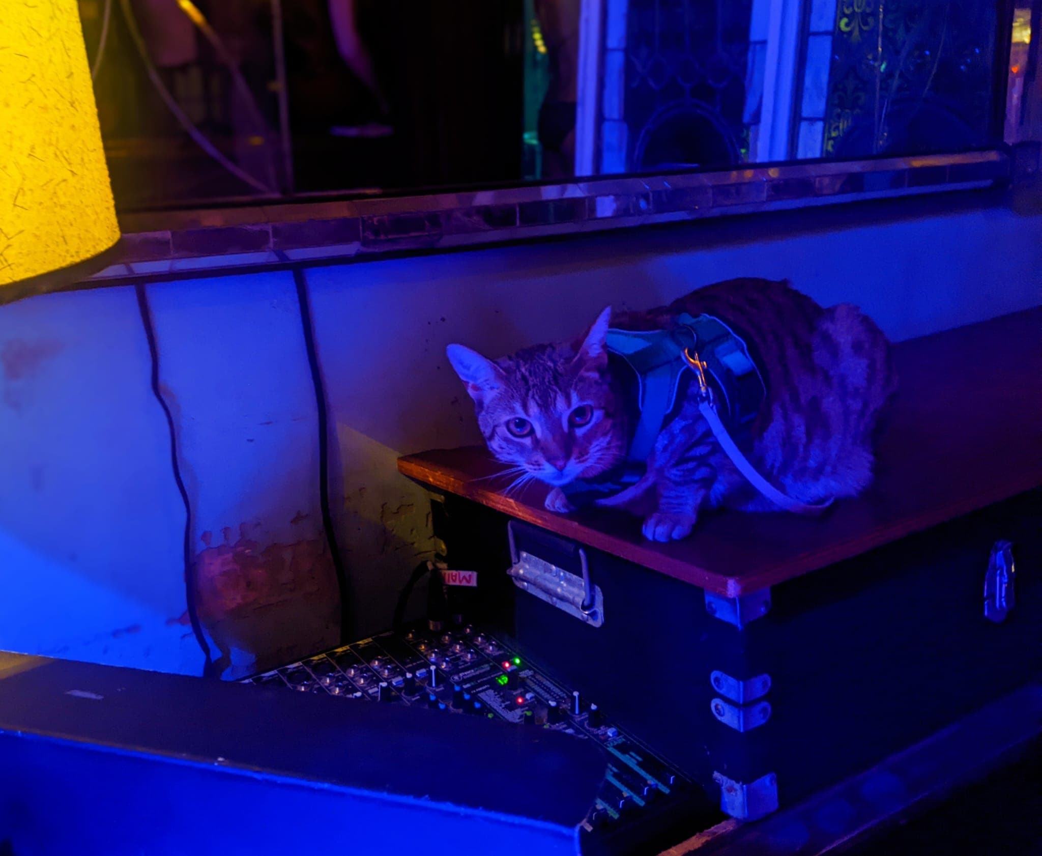 A cat next to a DJ station